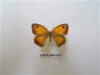 藏品(蛇目蝶科)的圖片